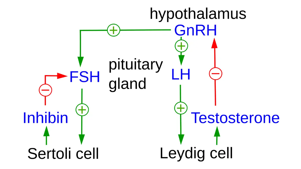 Simplified English-labeled diagram of the male hypothalamus-pituitary-testis hormone axis suppressed by prostate cancer androgen deprivation hormone therapy.