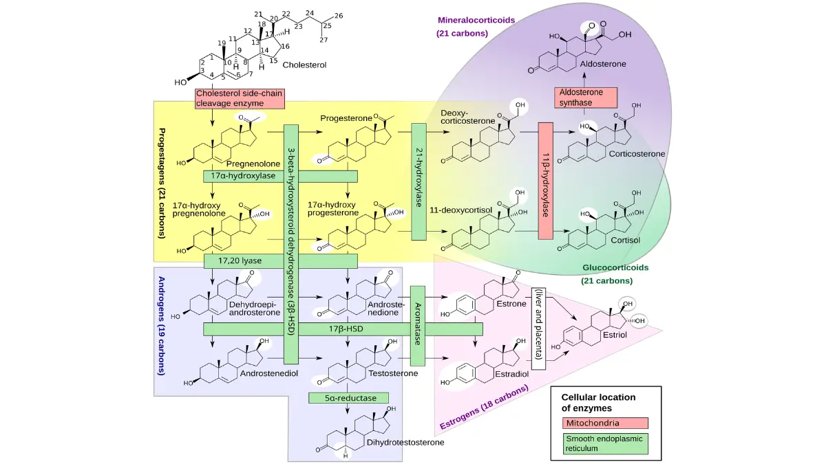 Biochemical pathway diagram showing human steroidogenesis from cholesterol to testosterone and DHT, illustrating the molecular targets of prostate cancer hormone therapy drugs.