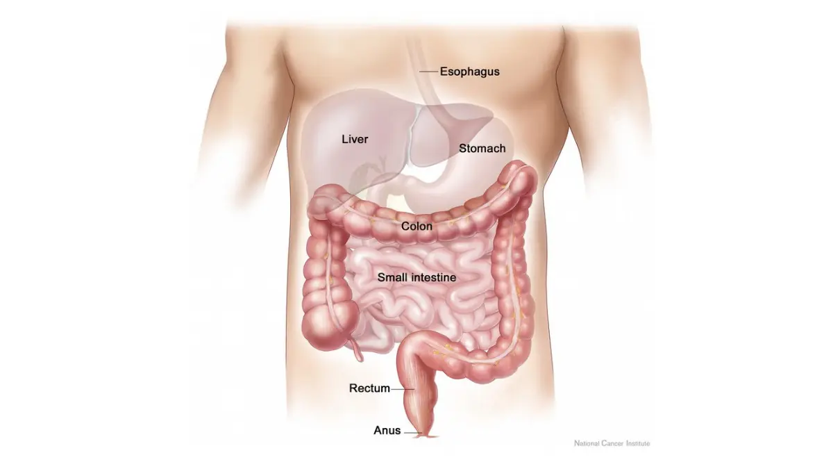 How Often Need Colonoscopy colon anatomy diagram showing the large intestine and rectum.