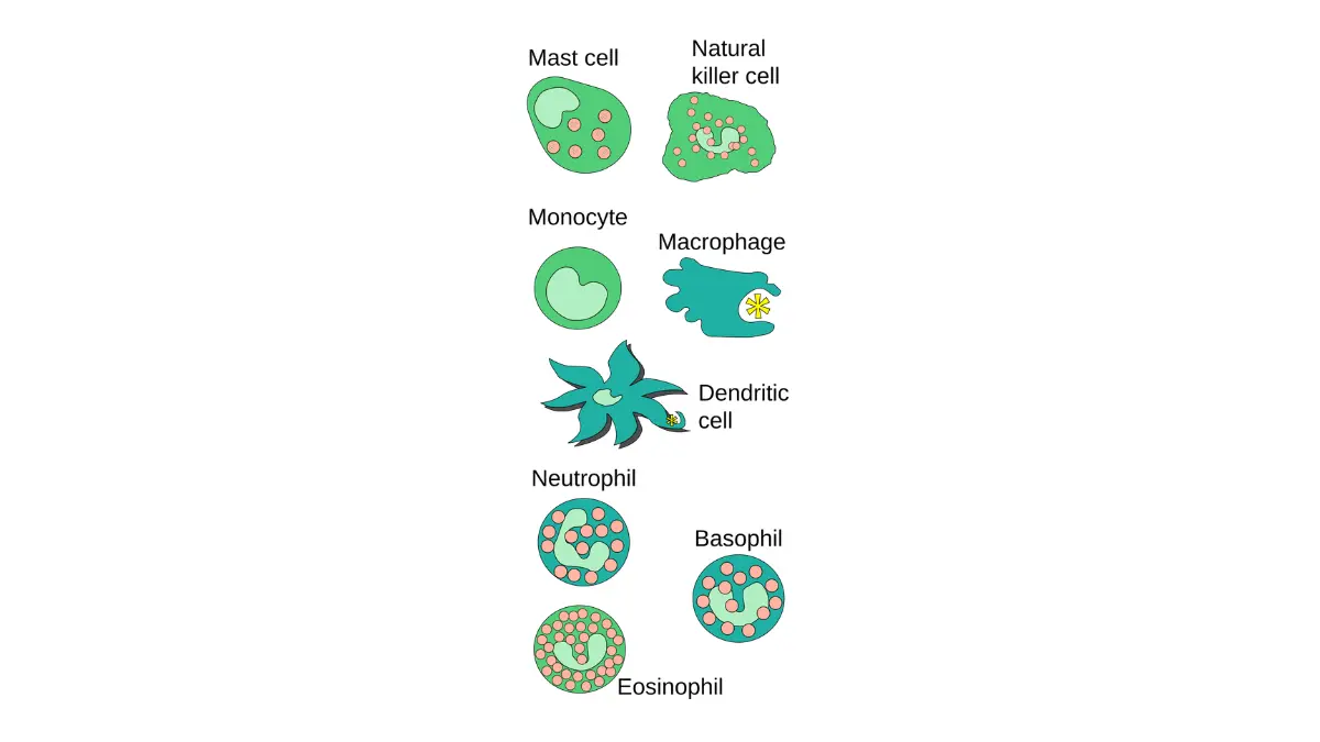 Vector illustration of innate immune cells including monocytes and macrophages collected during leukapheresis for Immunotherapy for Prostate Cancer.