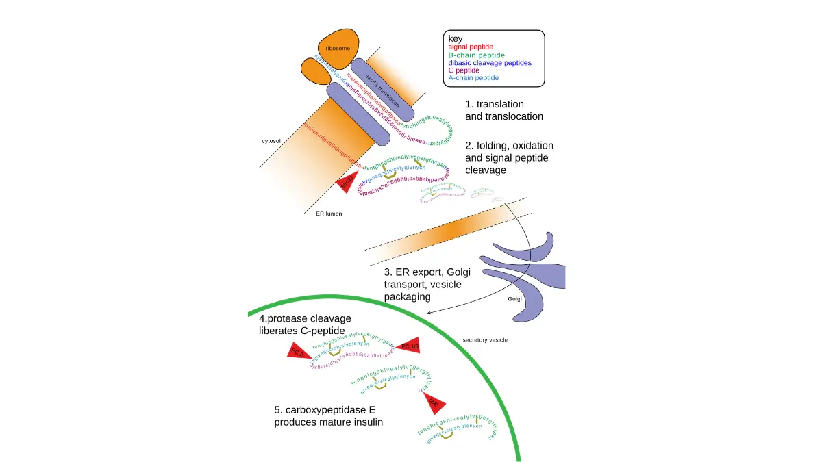 Insulin production pathway diagram showing post-translational modifications relevant to Prostate Cancer Diet.