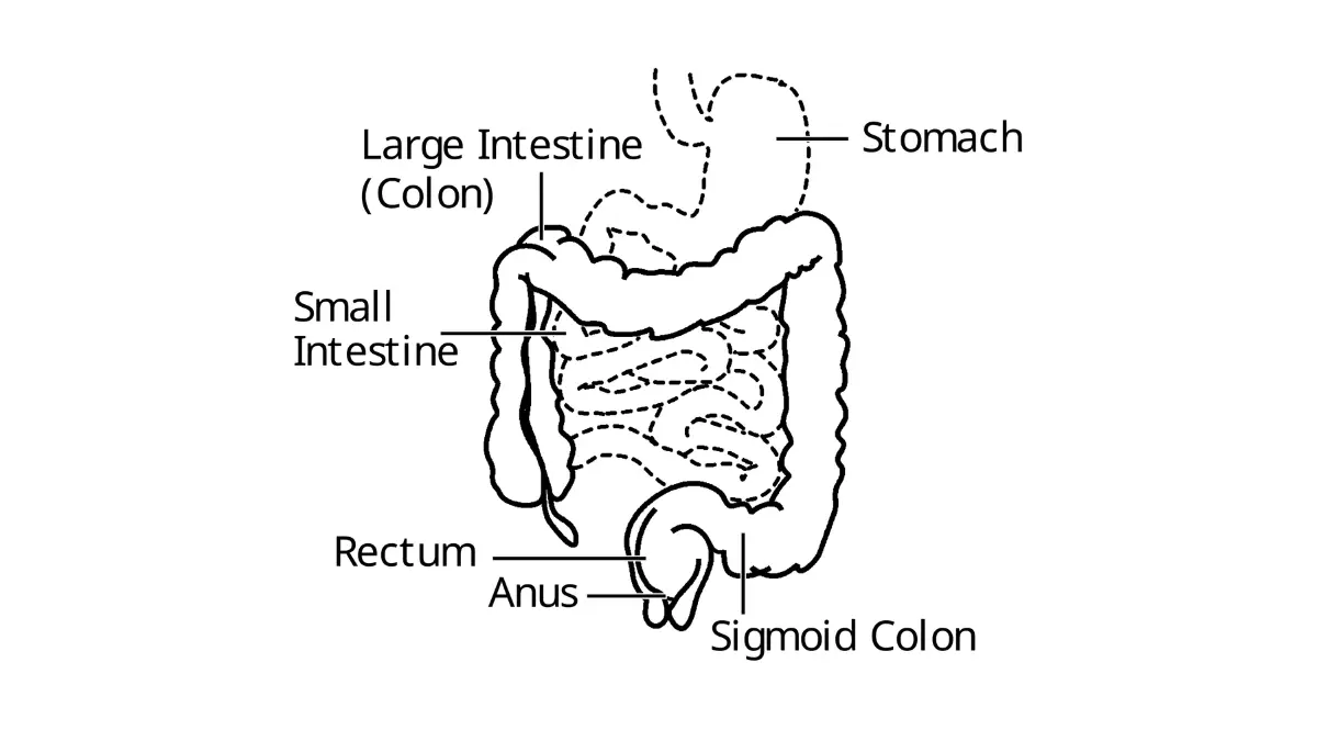What to eat before a colonoscopy: intestine anatomical diagram showing the digestive tract for colonoscopy food guidelines.