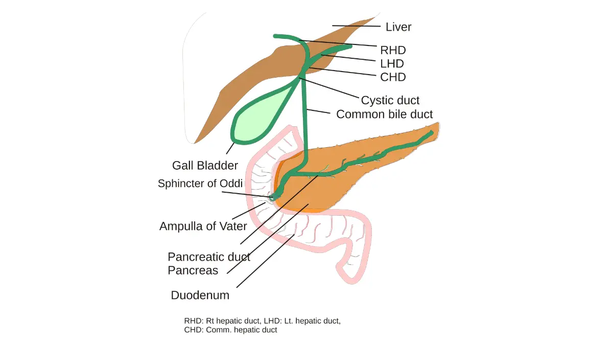 Jaundice biliary system anatomy showing liver, gallbladder, cystic duct, common hepatic duct, common bile duct, and pancreatic duct