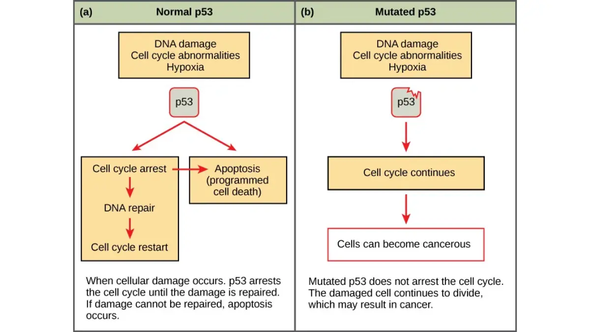 KRAS cancer cell cycle illustration showing how failed control pathways allow abnormal cells to continue dividing.