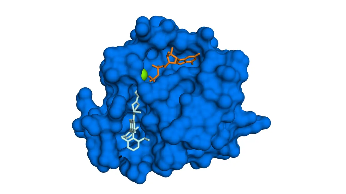 KRAS G12C drug-binding illustration showing a targeted inhibitor attached to the KRAS mutant protein.