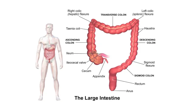 Detailed medical illustration of the large intestine anatomy for Colonoscopy After 75, showing ascending, transverse, descending, and sigmoid colon segments.