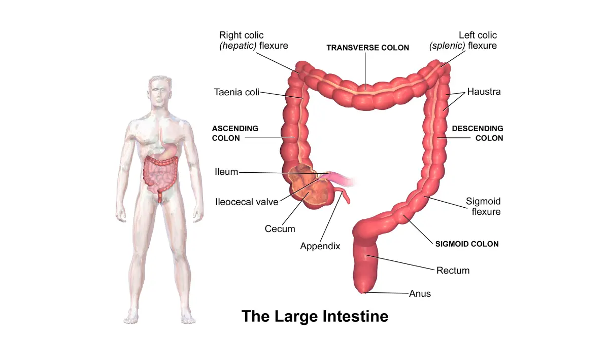 Detailed medical illustration of the large intestine anatomy for Colonoscopy After 75, showing ascending, transverse, descending, and sigmoid colon segments.