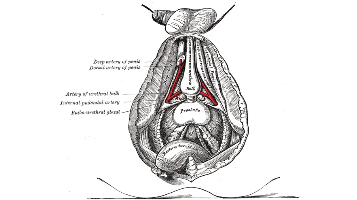 Classic anatomical illustration of internal male pelvic anatomy showing the prostate and bladder, relevant to understanding the causes of a high PSA