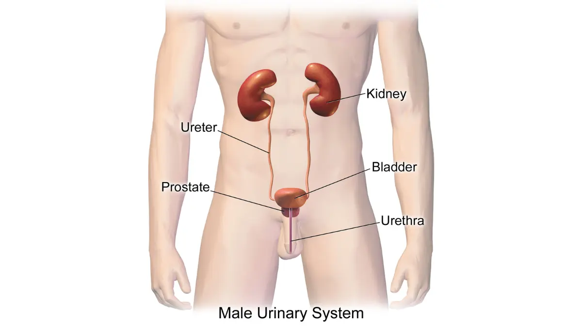 Anatomical diagram of the male urinary system showing the prostate gland, bladder, and urethra, illustrating the biological source of a high PSA reading