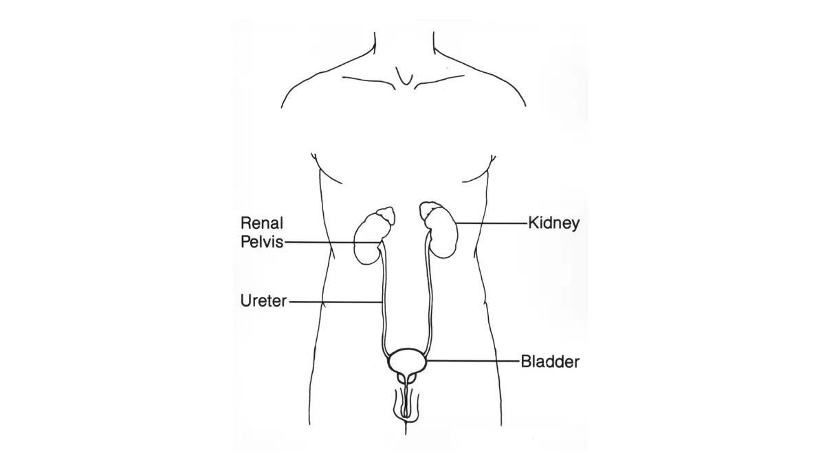 Medical illustration of the male urinary tract and prostate gland for prostate cancer screening.