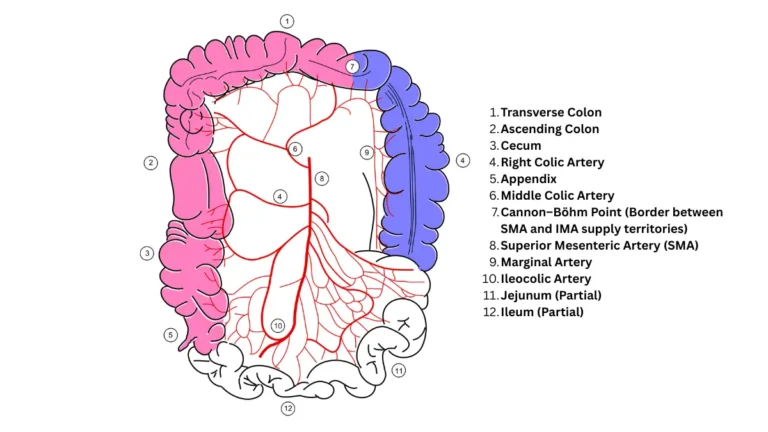 Medications and colon blood supply anatomy vector showing major arteries of the large intestine before colonoscopy.