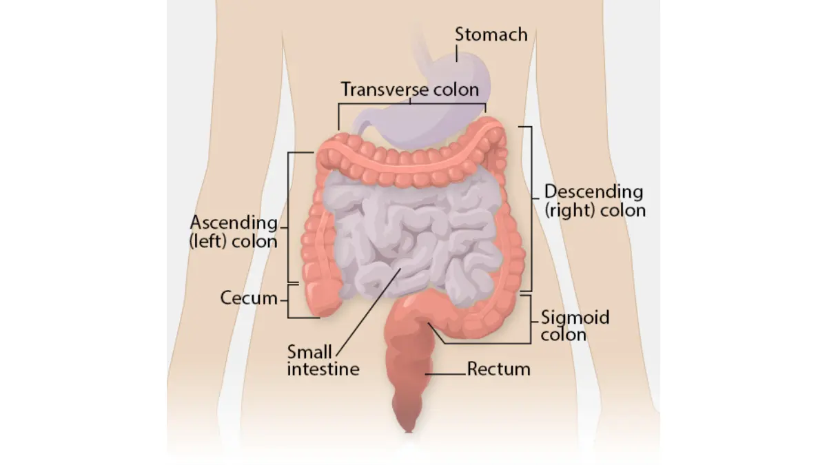 Medications and colon anatomy illustration supporting the final colonoscopy medication planning section.