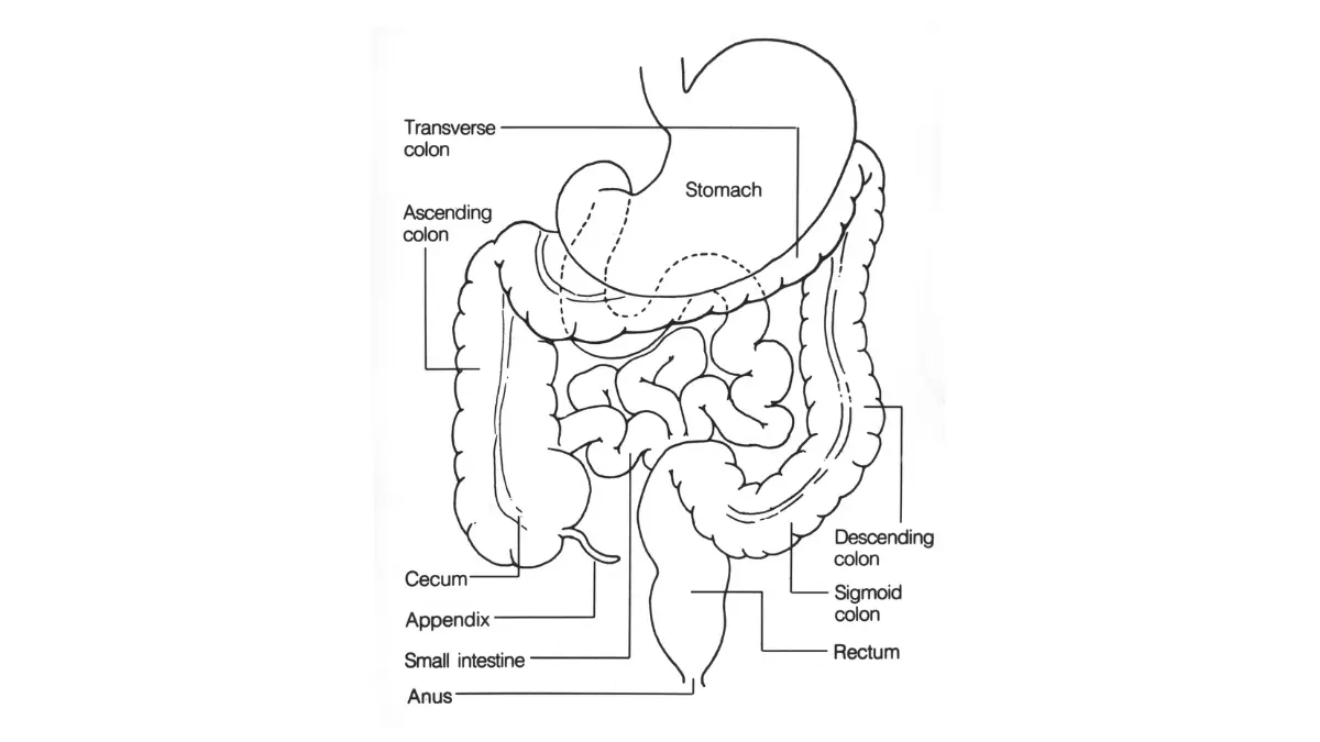 Medications and colon rectum anatomy illustration showing the lower digestive tract for colonoscopy education.