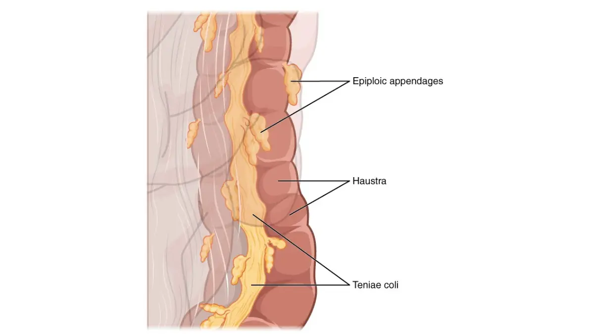 Medications and large intestine anatomy illustration showing colon features relevant to colonoscopy visibility and bowel prep.