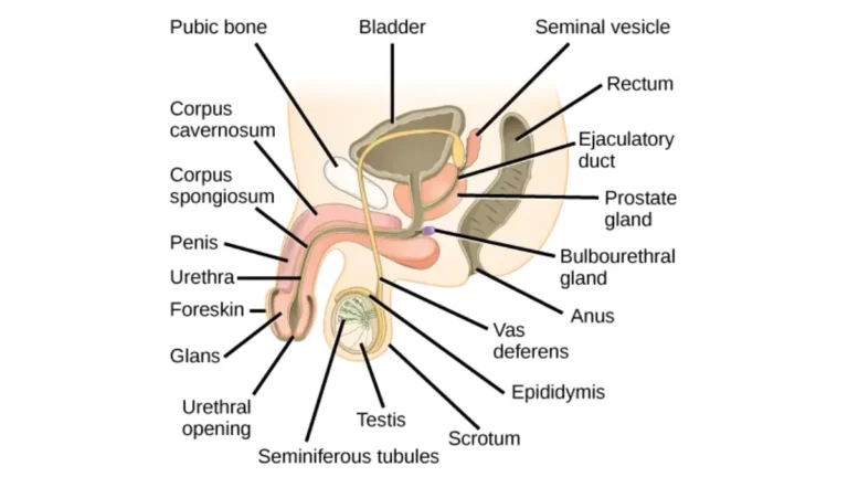 Metastatic Prostate Cancer: Anatomical diagram of the male reproductive system showing the prostate gland, bladder, seminal vesicles, and surrounding pelvic structures.
