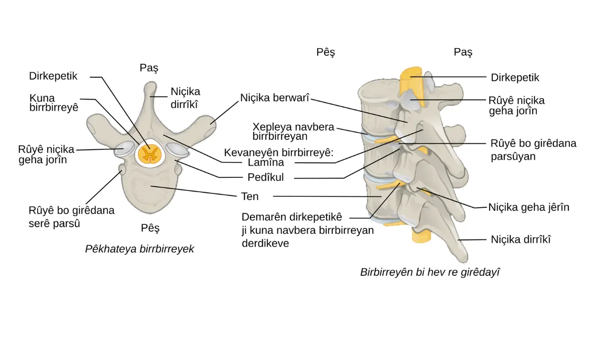 Metastatic Prostate Cancer: Human vertebral column vector diagram showing vertebrae anatomy relevant to spinal cord compression warning signs.