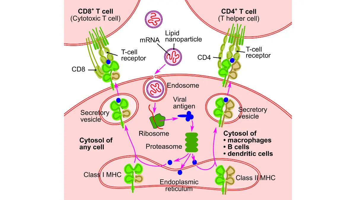 mRNA vaccine cellular mechanism showing mRNA delivery and antigen production process
