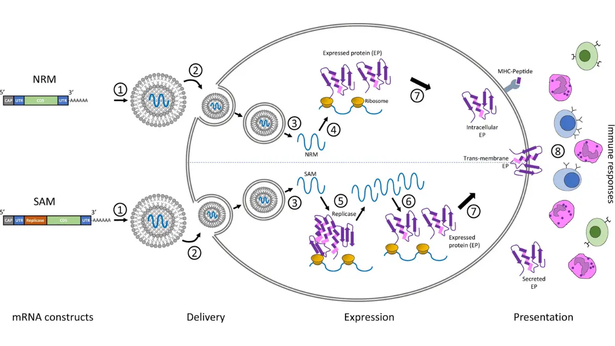 mRNA vaccine host cell mechanism diagram showing translation and antigen expression