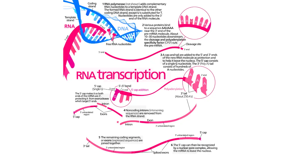 mRNA vaccine messenger RNA molecular structure and genetic code composition