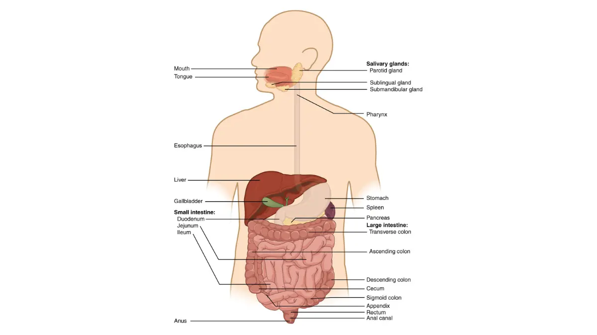 No Symptoms early colon cancer article illustration showing components of the digestive system