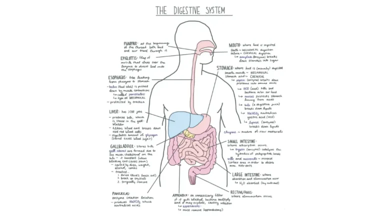 No Symptoms colonoscopy screening overview with labeled human digestive system diagram