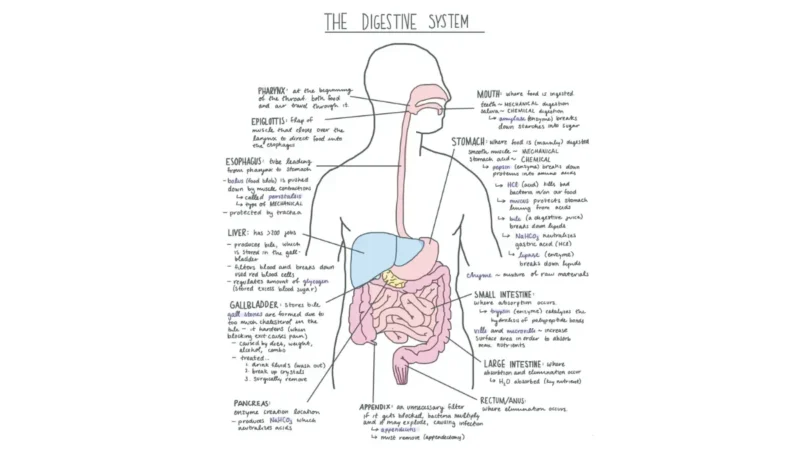 No Symptoms colonoscopy screening overview with labeled human digestive system diagram