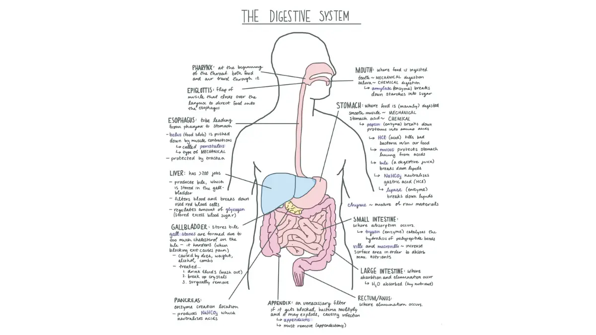 No Symptoms colonoscopy screening overview with labeled human digestive system diagram