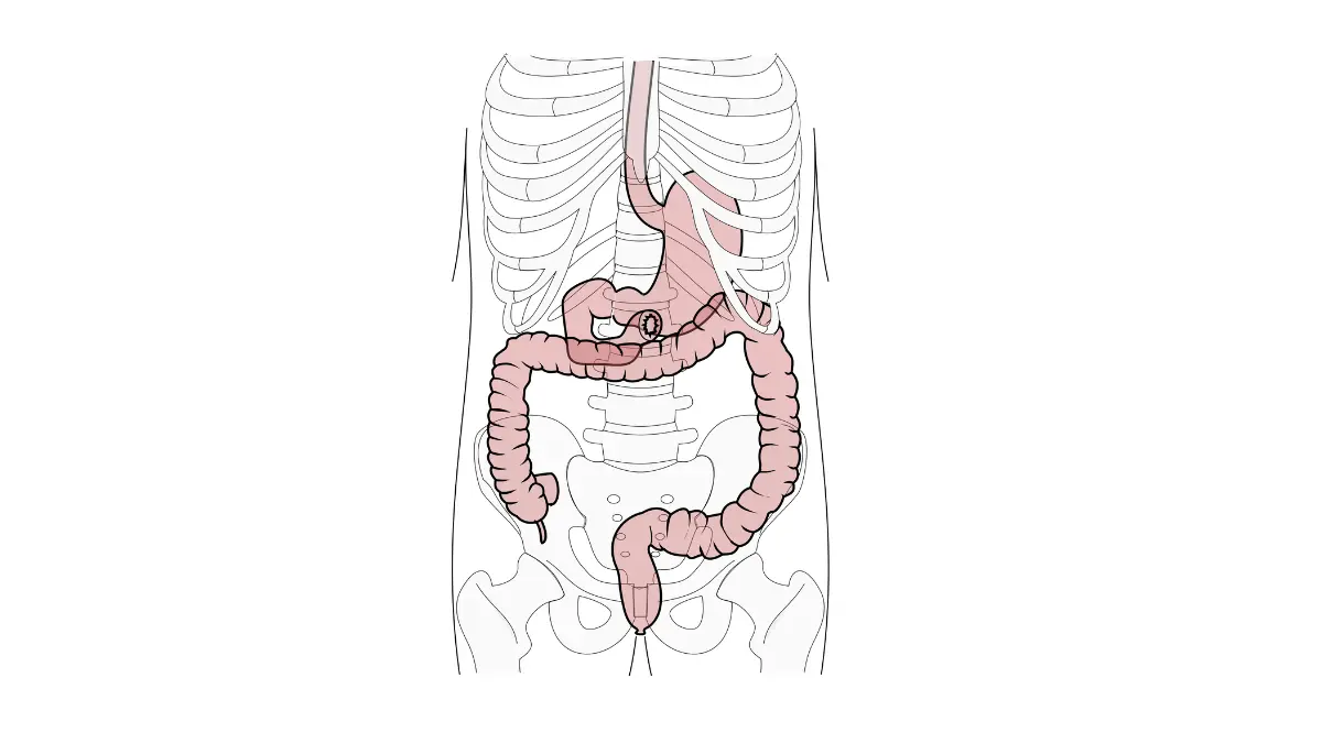 No Symptoms screening comparison with digestive tract topography anatomy illustration