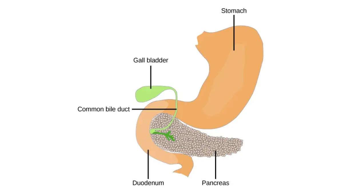Pancreatic cancer pain reaching the back showing the pancreas located posterior to the stomach near the spine and major nerves.