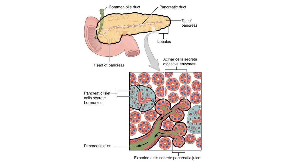 Pancreatic cancer pain anatomy diagram showing the exocrine and endocrine pancreas with head, body, tail, and pancreatic duct.