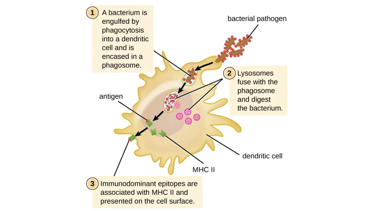 OpenStax textbook figure showing dendritic cell phagocytosis and MHC antigen presentation in Immunotherapy for Prostate Cancer.