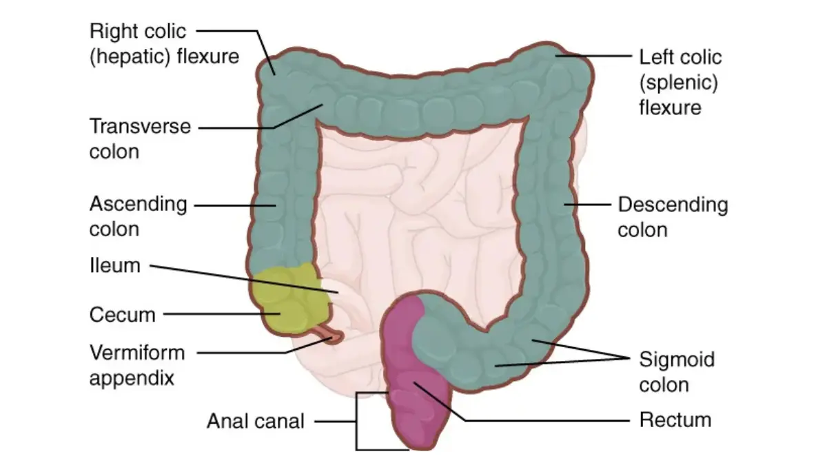 What to eat before a colonoscopy: large intestine anatomy showing cecum, colon, and rectum labeled for colonoscopy prep timeline.