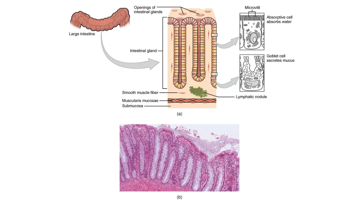 What to eat before a colonoscopy: histology of the large intestine showing colon lining and why clear output matters for colonoscopy.