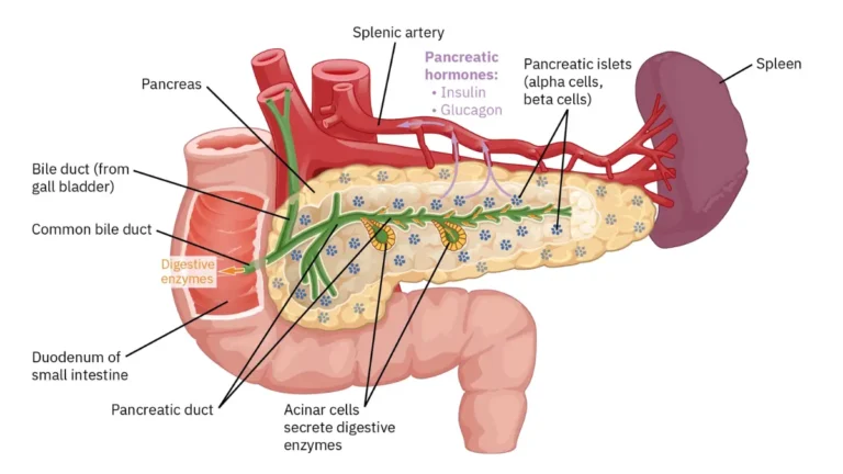 Diagnosed pancreas anatomy showing head, body, and tail with surrounding digestive organs including liver, stomach, and gallbladder