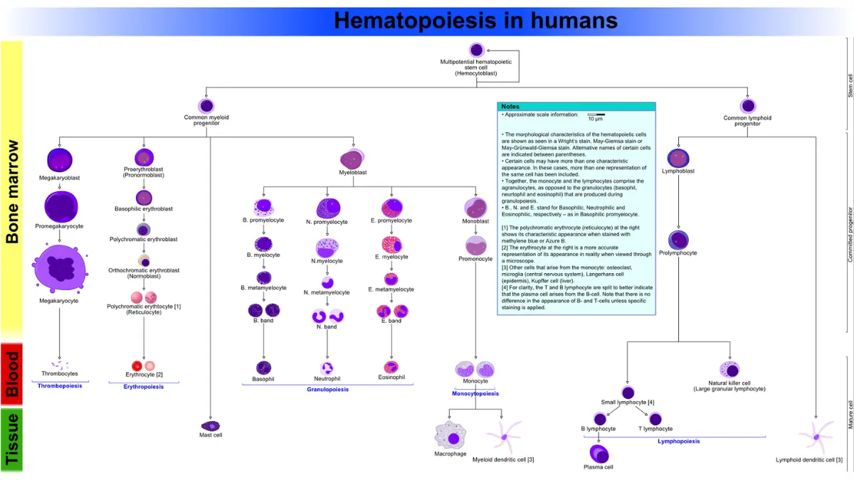 Pancreatic Cancer Chemo Side Effects - Bone marrow hematopoiesis diagram showing blood cell formation suppressed by chemotherapy.