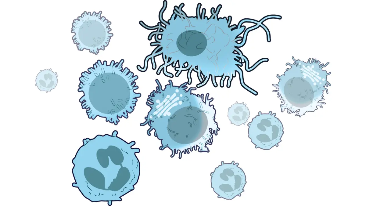 Pancreatic Cancer Chemo Side Effects - Immune cells and neutrophils diagram showing infection risk from low white blood counts during chemotherapy.