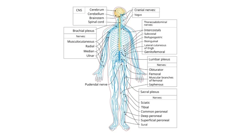 Pancreatic Cancer Chemo Side Effects - Full body nervous system diagram showing peripheral nerves affected by chemotherapy.
