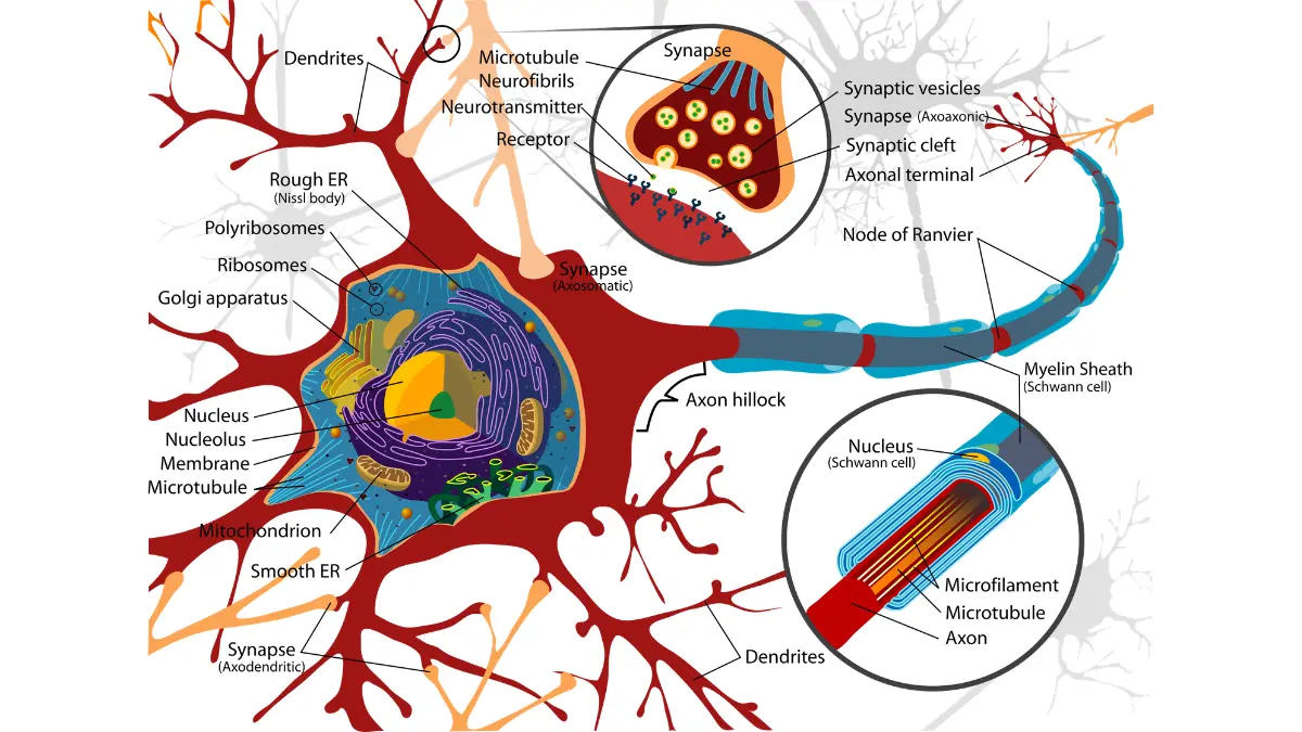 Pancreatic Cancer Chemo Side Effects - Neuron cell diagram showing nerve structure damaged by chemotherapy drugs.