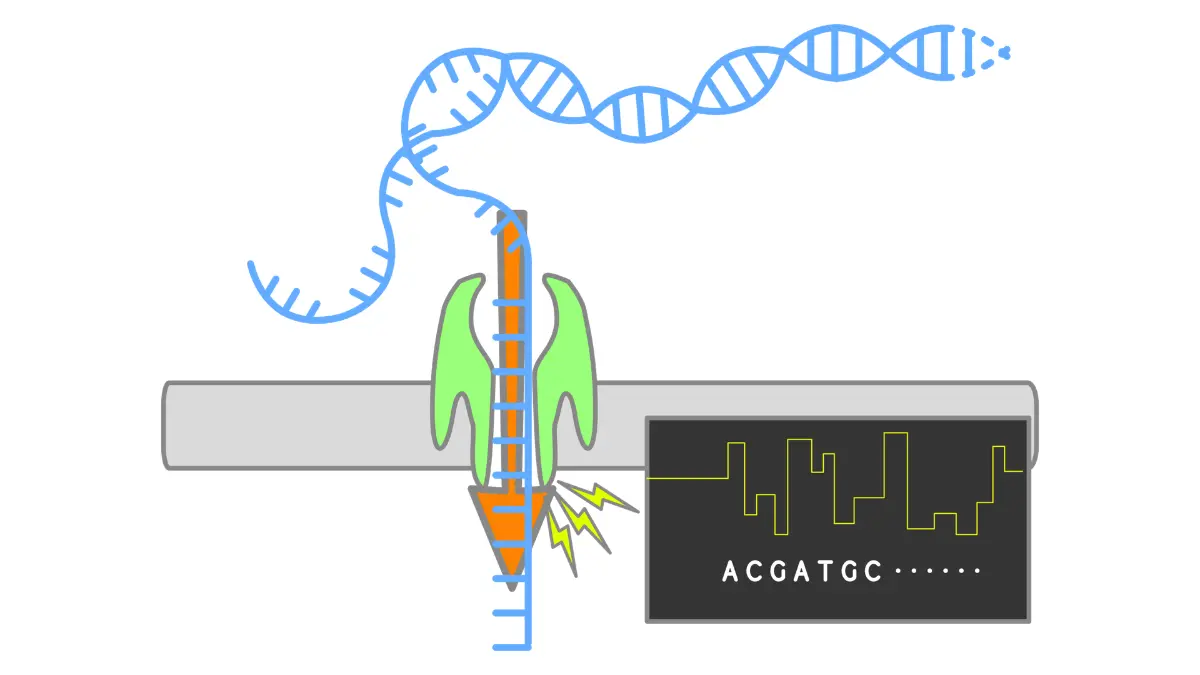 Pancreatic Cancer Clinical Trials — Nanopore sequencing illustration for biomarker testing and molecular profiling.
