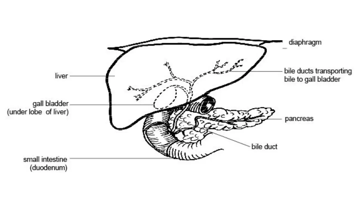 Pancreatic Cancer Clinical Trials — Hepatobiliary anatomy showing liver, gallbladder, and pancreas relationship.