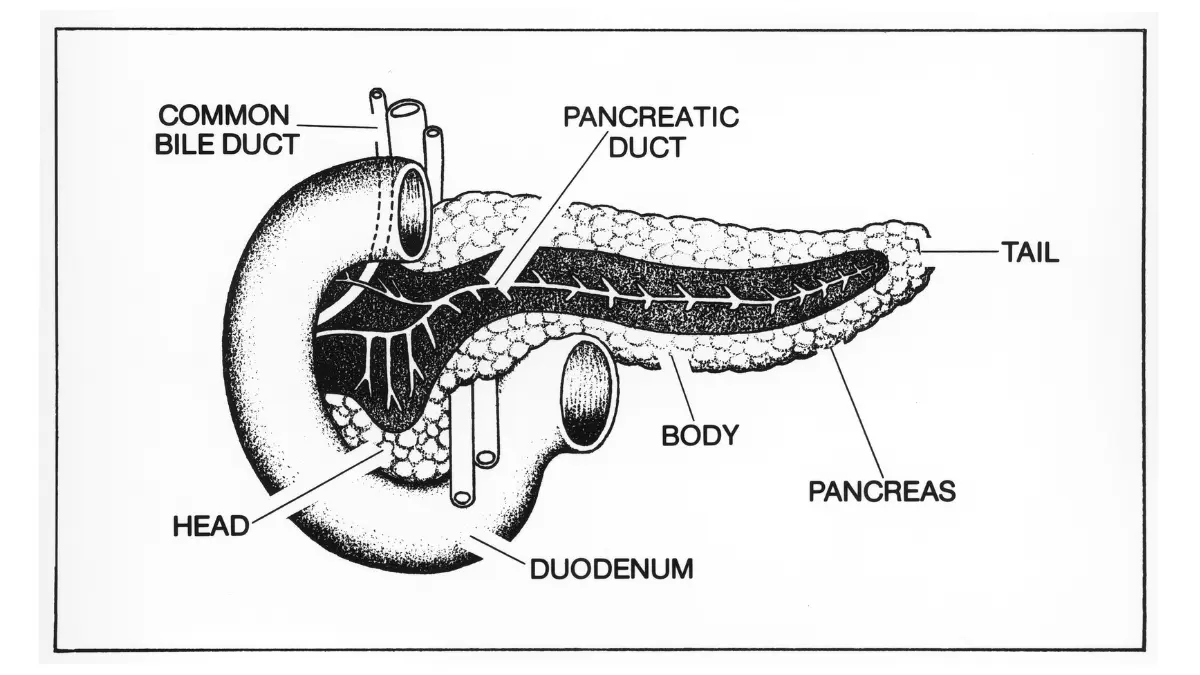 Pancreatic cancer diagnosis anatomy diagram showing the pancreas and surrounding digestive organs.