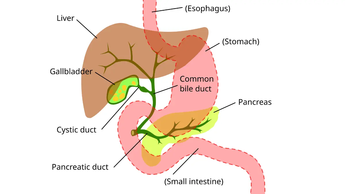 Pancreatic Cancer Grow - Medical illustration of the digestive system showing the bile duct and pancreatic connections.