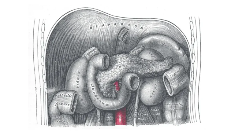 Pancreatic Cancer Grow - Anatomical illustration of the duodenum and pancreas showing the deep abdominal location behind the stomach.