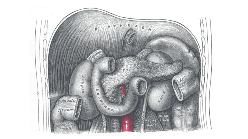 Pancreatic Cancer Grow - Anatomical illustration of the duodenum and pancreas showing the deep abdominal location behind the stomach.