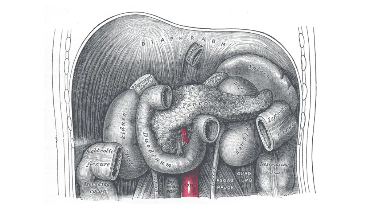 Pancreatic Cancer Grow - Anatomical illustration of the duodenum and pancreas showing the deep abdominal location behind the stomach.