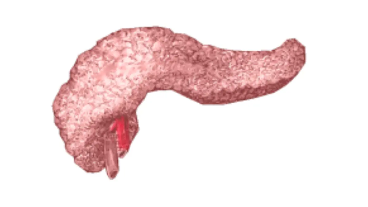 Pancreatic Cancer Grow - Anatomical diagram of the pancreas organ showing the head, body, and tail structure.