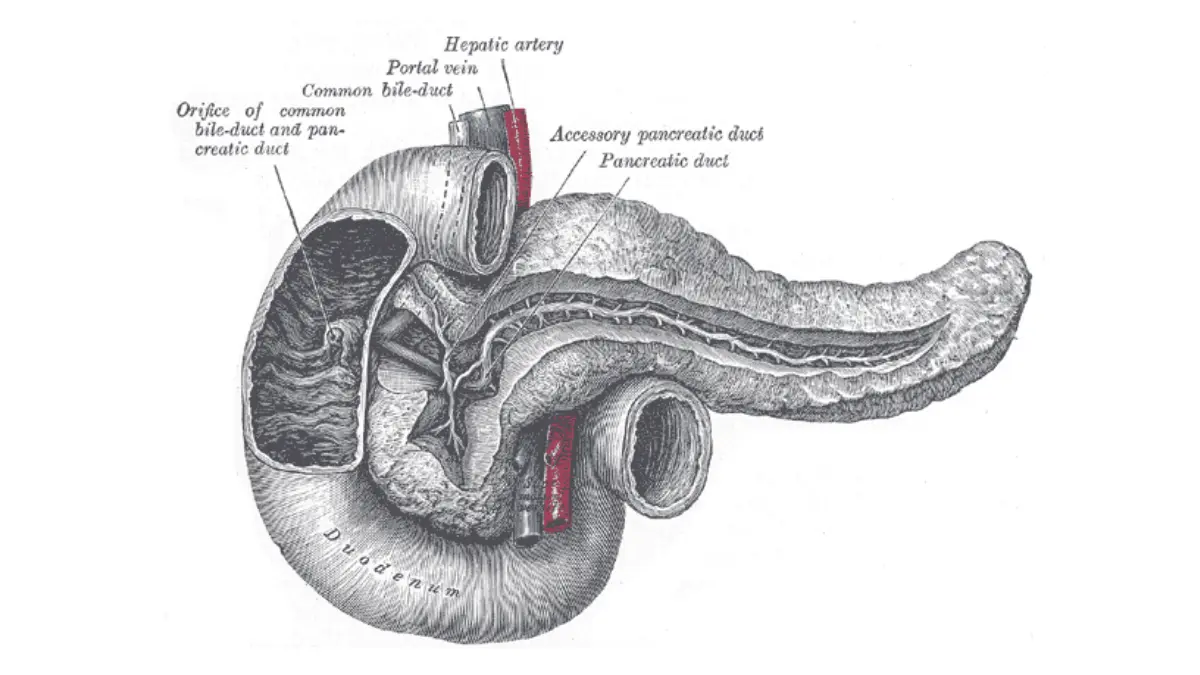 Pancreatic Cancer Grow - Anatomical illustration of the pancreatic duct showing the ductal system of the pancreas.