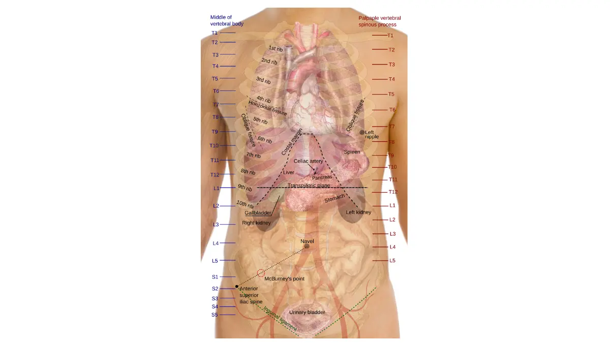 Anatomical surface projection of the trunk showing pancreas location for mRNA vaccine treatment context