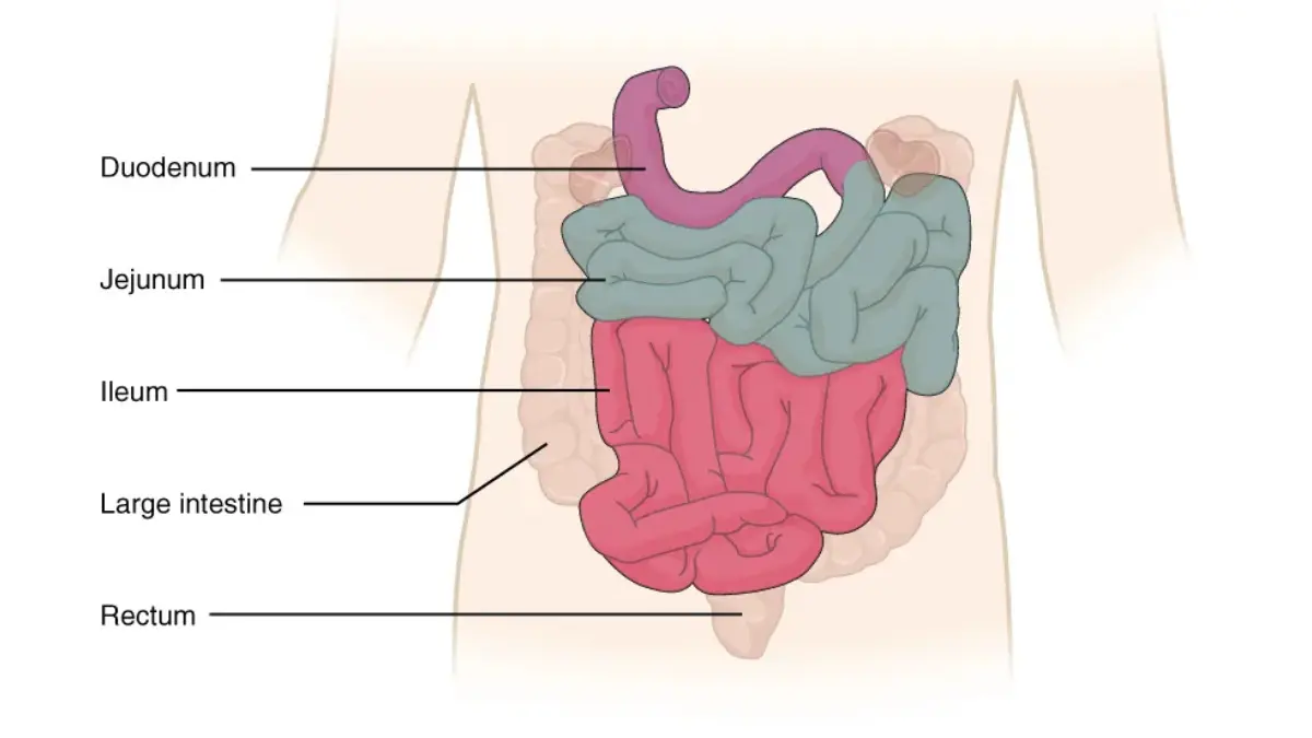 Pancreatic Cancer Pain Management — Small intestine anatomy diagram relevant to bowel obstruction warning signs in pancreatic cancer.