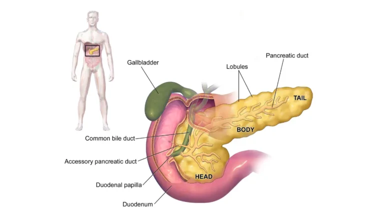 Pancreatic cancer pancreas anatomy illustration showing the pancreas behind the stomach and nearby bile duct.